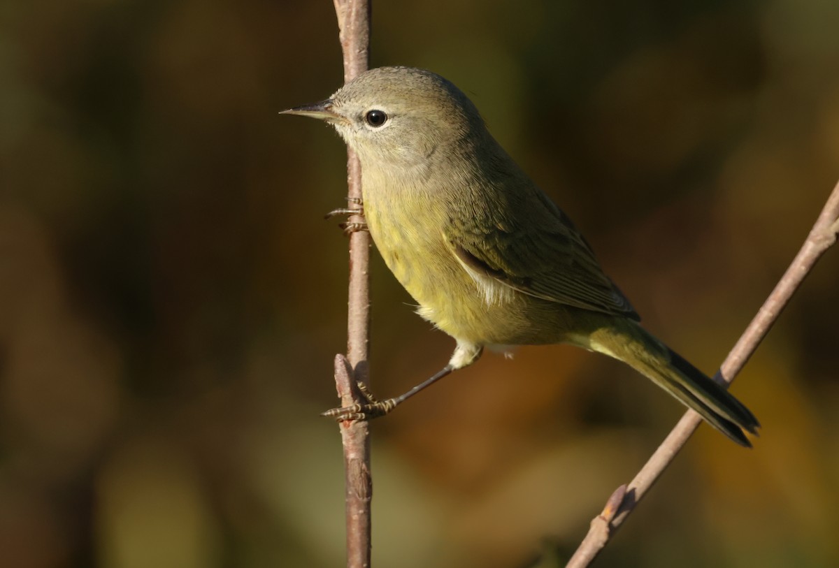Orange-crowned Warbler - ML642941258