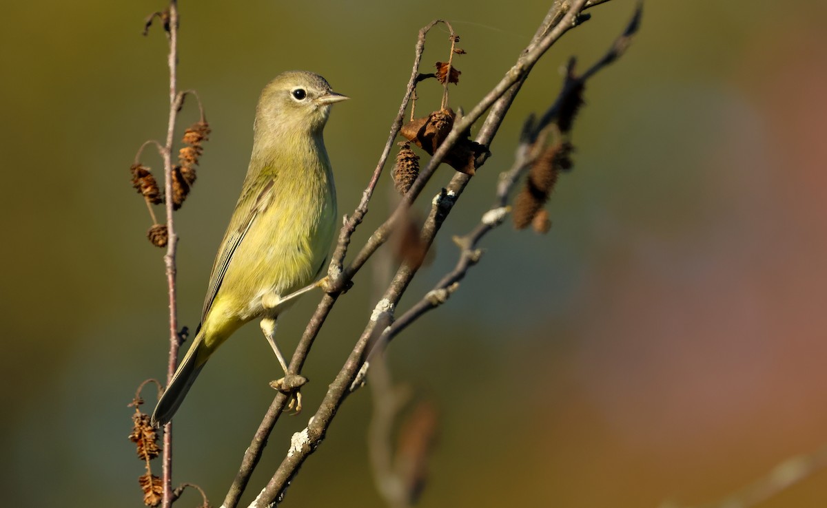 Orange-crowned Warbler - ML642941259