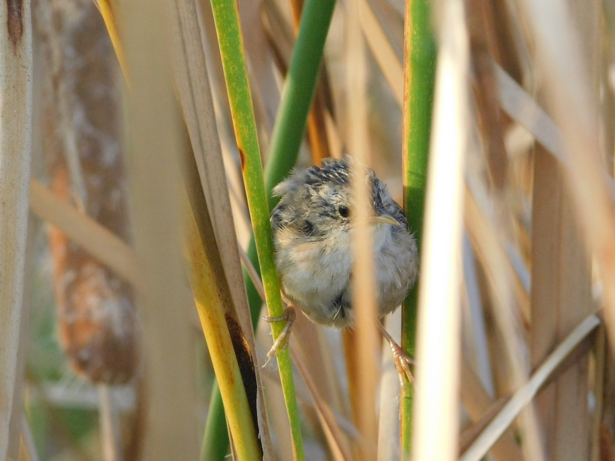 Sedge Wren - ML642941260