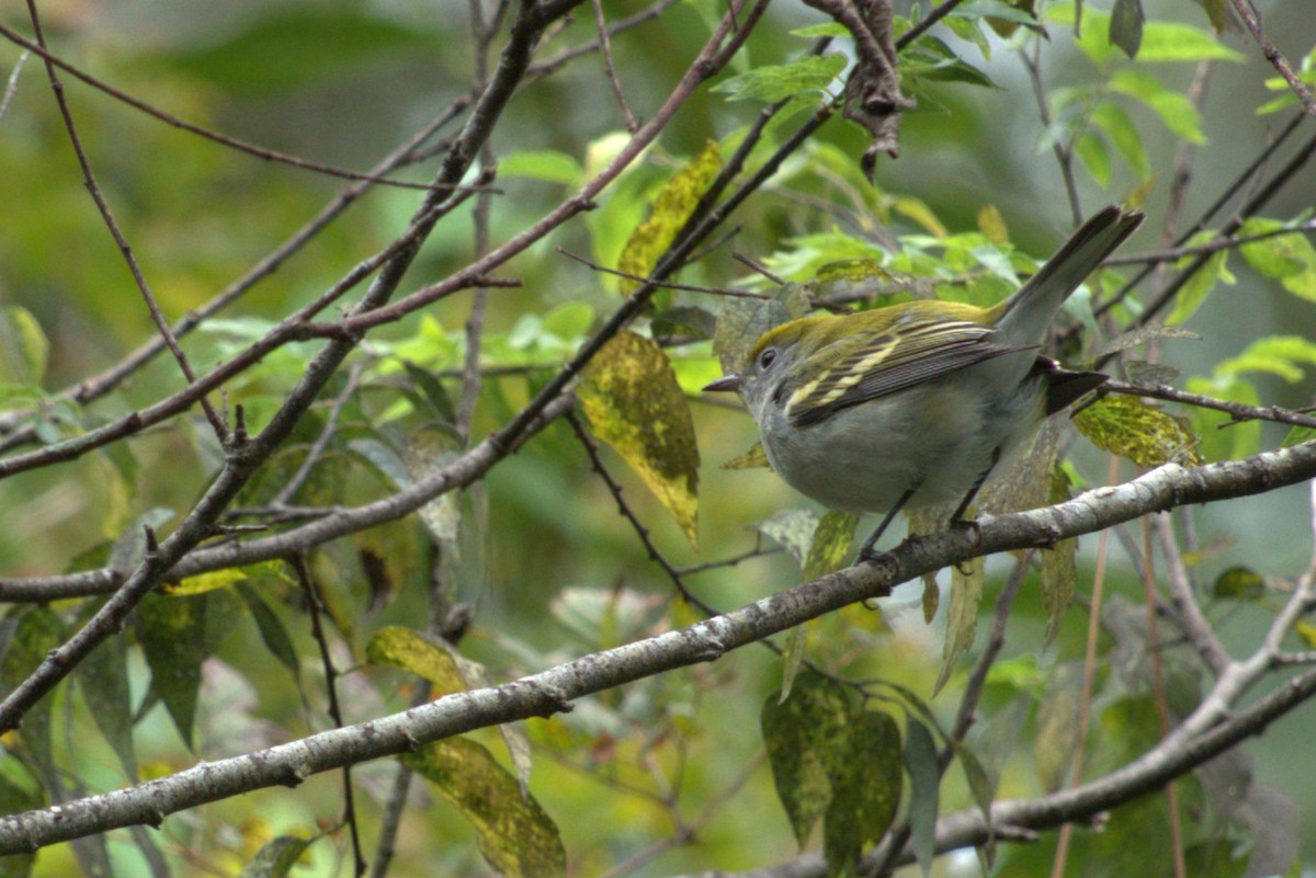 Chestnut-sided Warbler - ML642941261