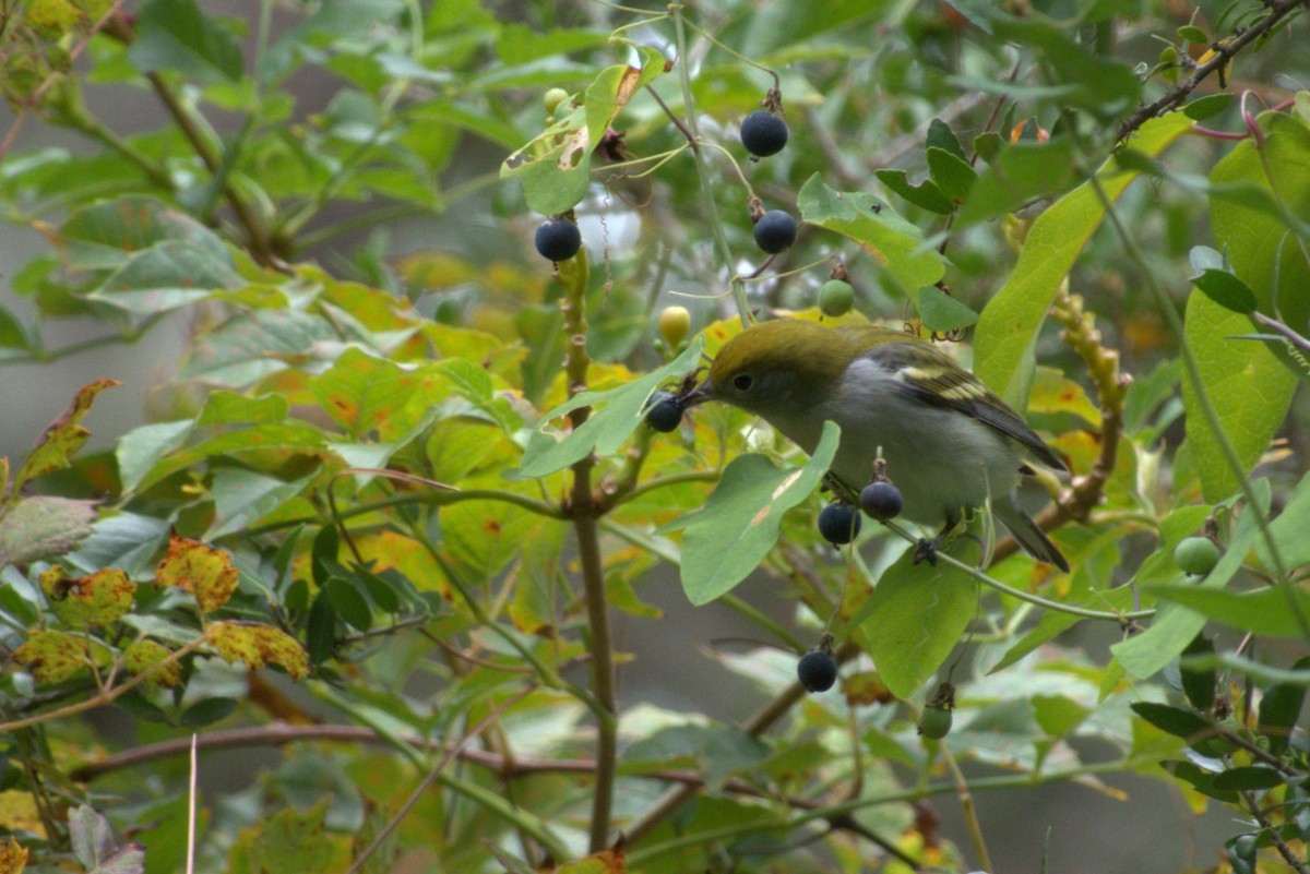Chestnut-sided Warbler - ML642941262