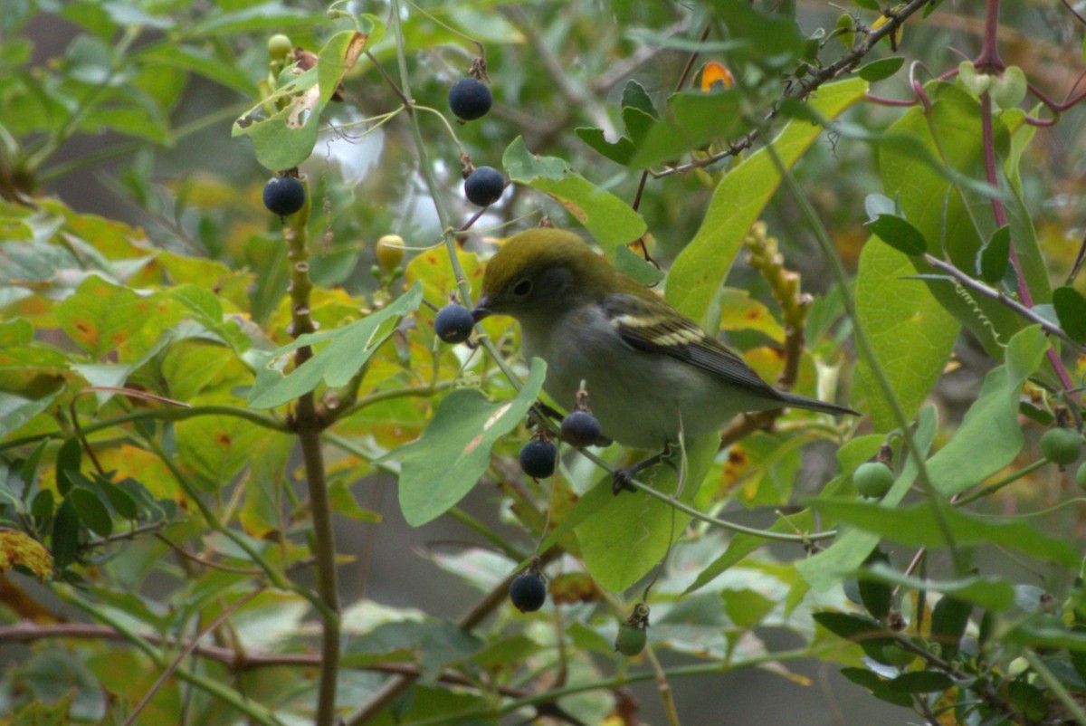 Chestnut-sided Warbler - ML642941263