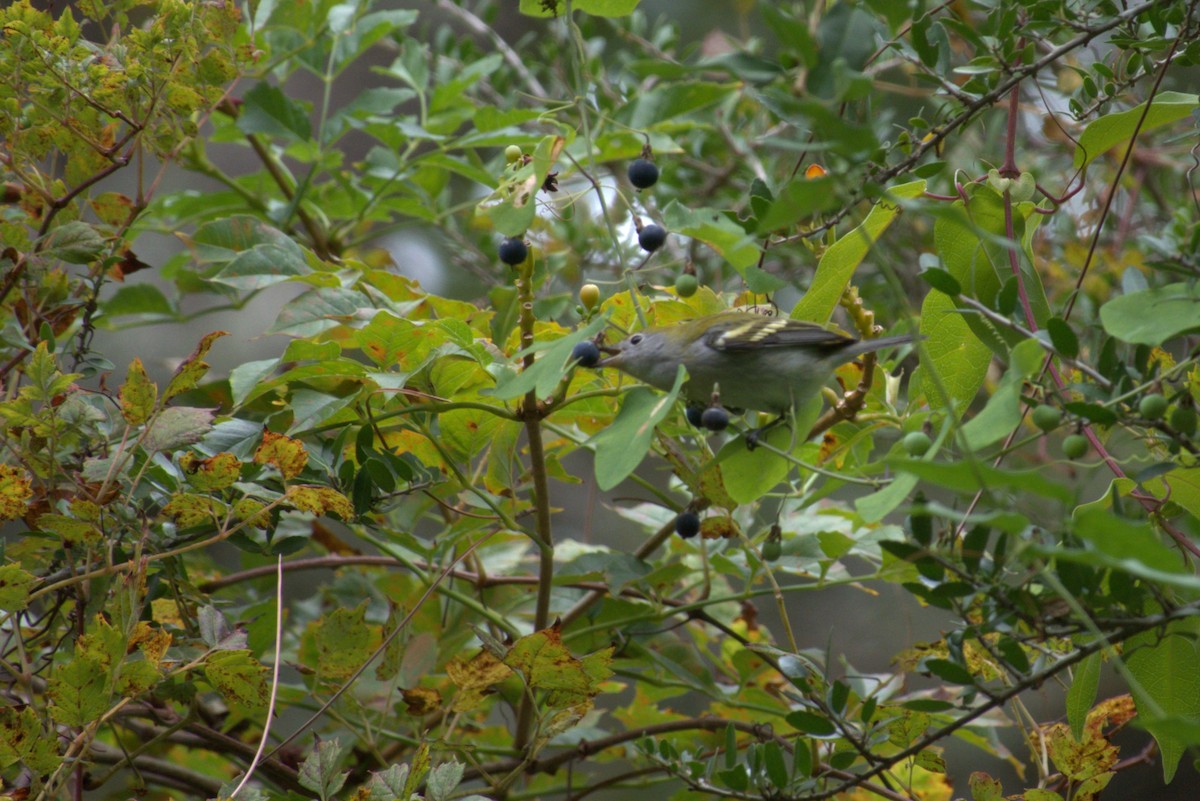 Chestnut-sided Warbler - ML642941264