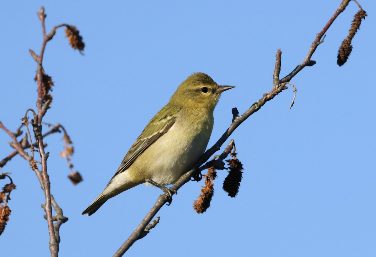 Tennessee Warbler - ML642941266