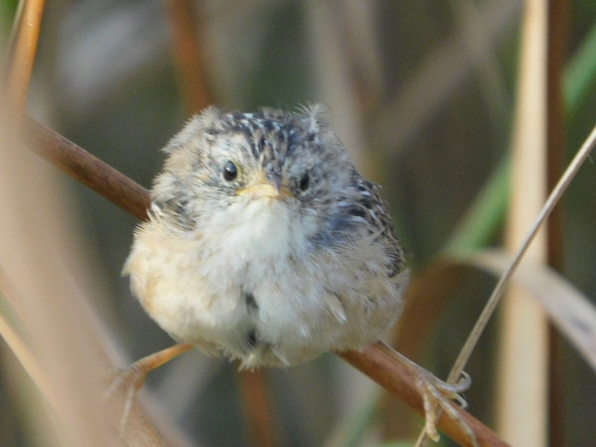 Sedge Wren - ML642941267