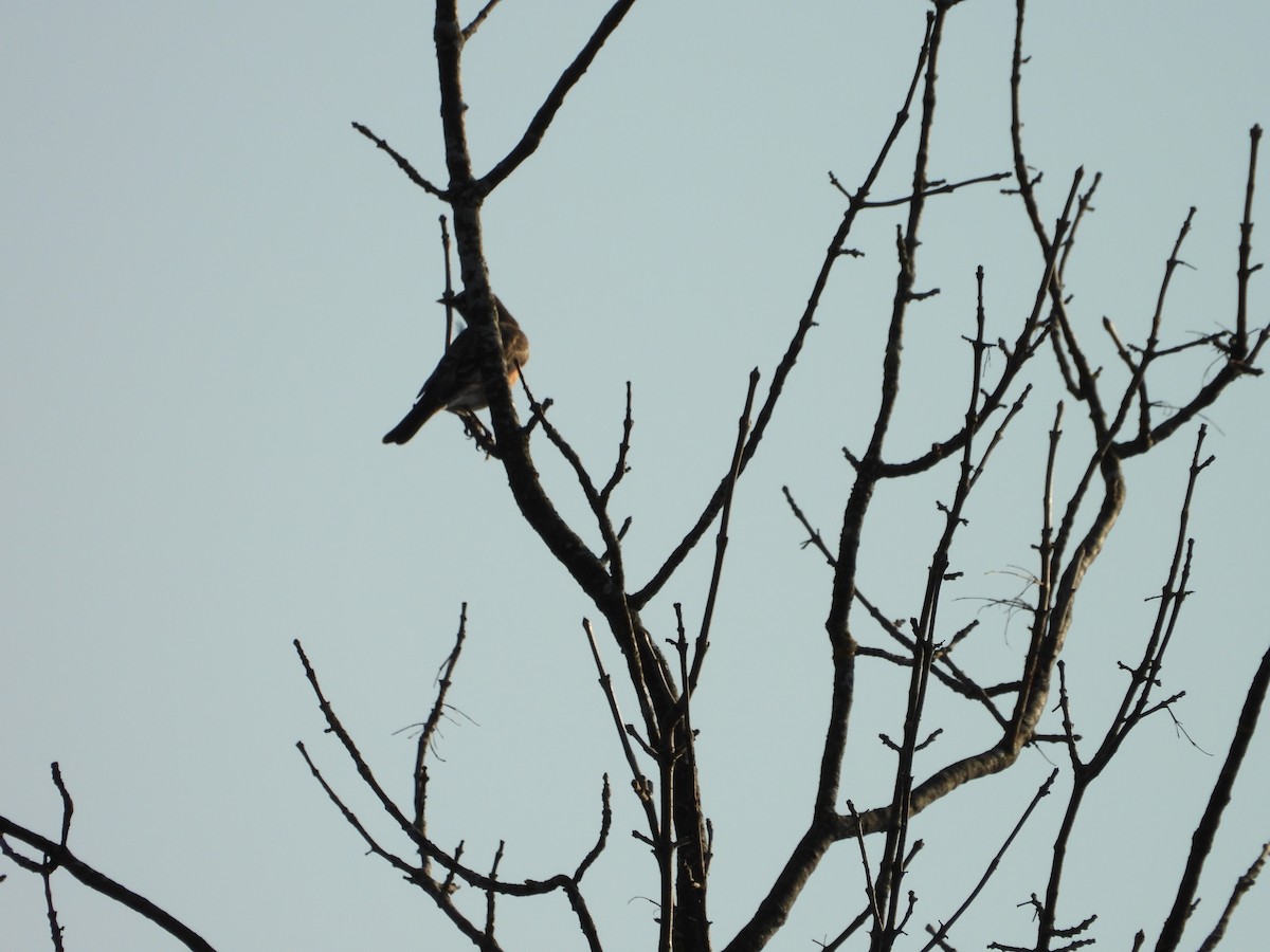 American Robin - ML642941275