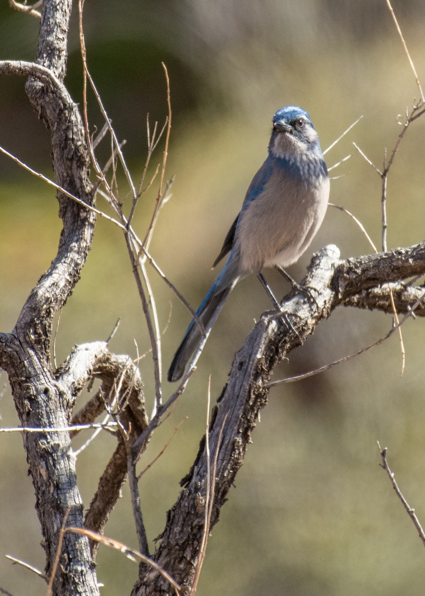 Woodhouse's Scrub-Jay - ML642941277