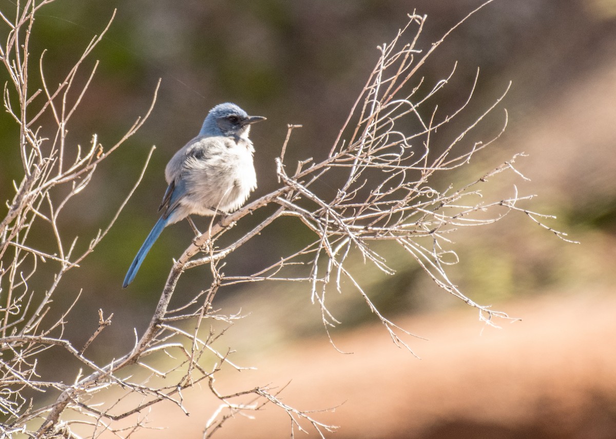 Woodhouse's Scrub-Jay - ML642941278