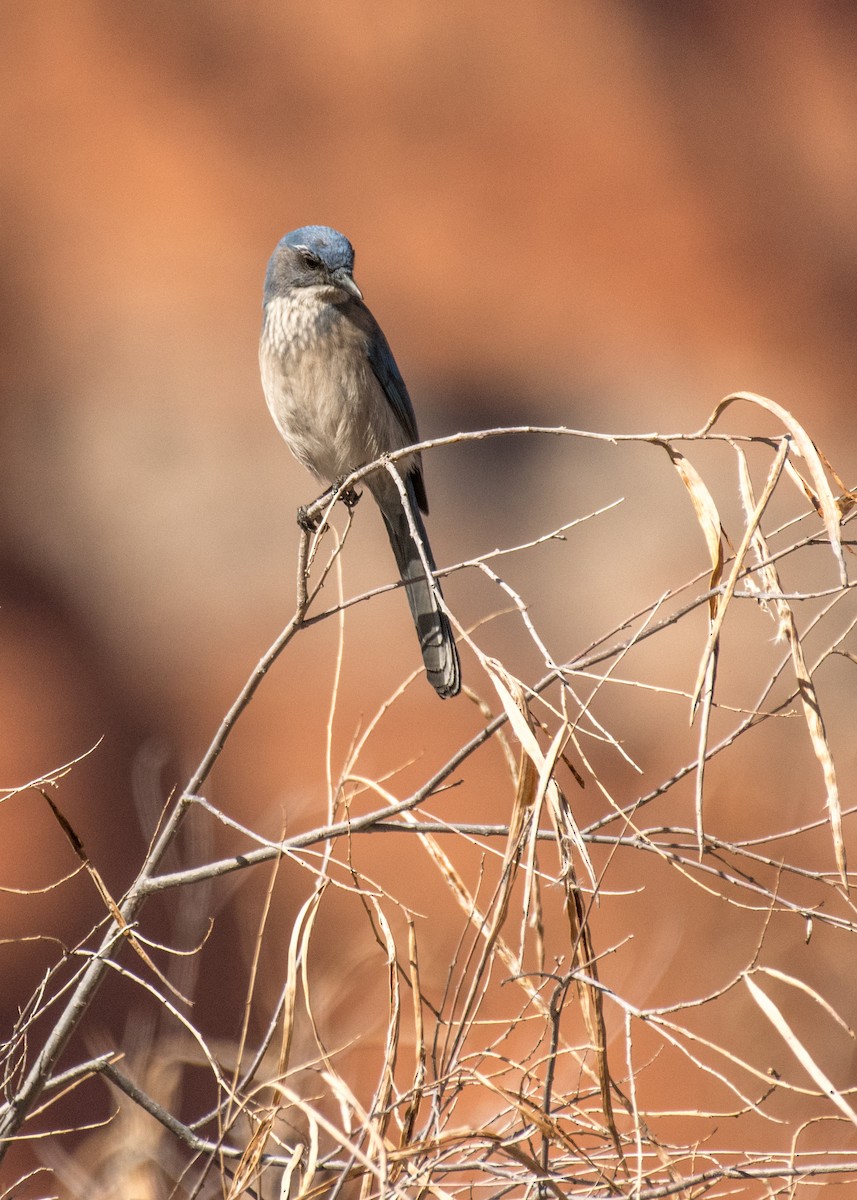 Woodhouse's Scrub-Jay - ML642941279