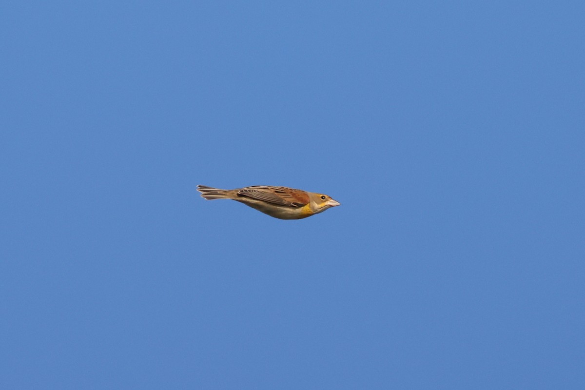 Dickcissel - ML642941286