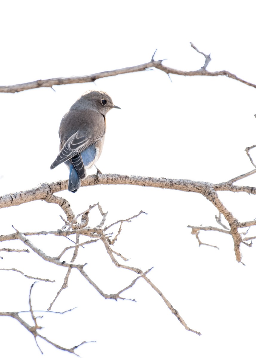 Western Bluebird - ML642941290