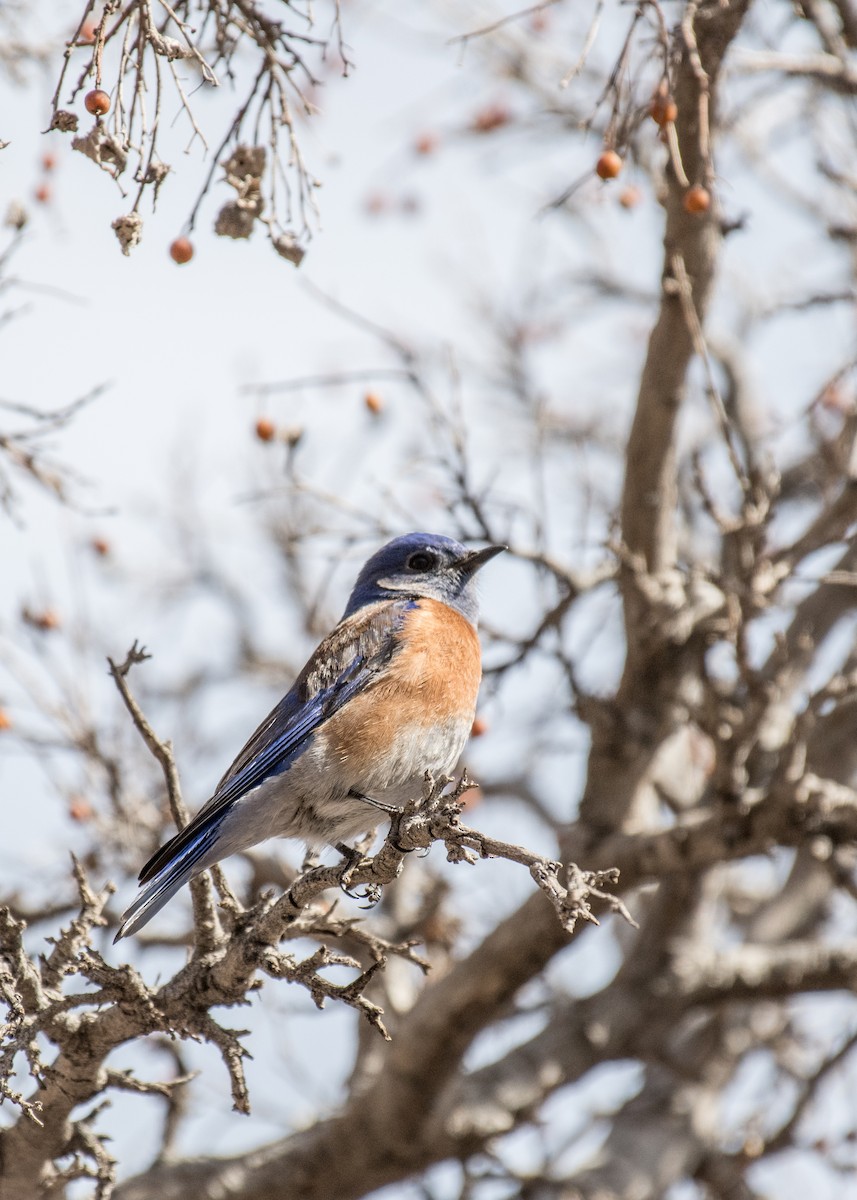 Western Bluebird - ML642941291