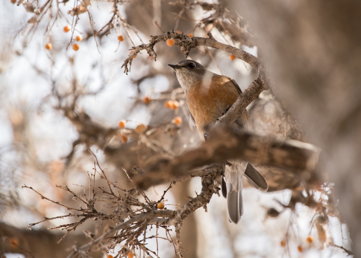 Western Bluebird - ML642941294