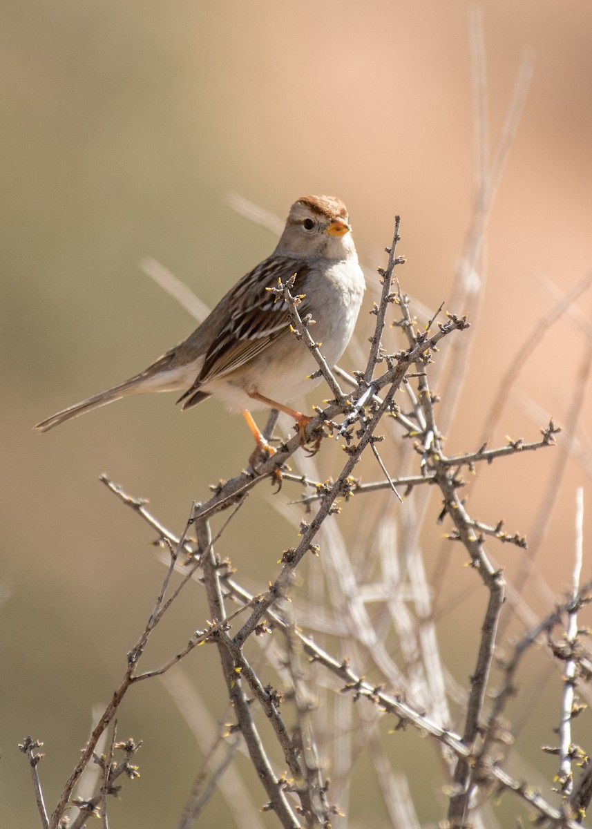 White-crowned Sparrow - ML642941305