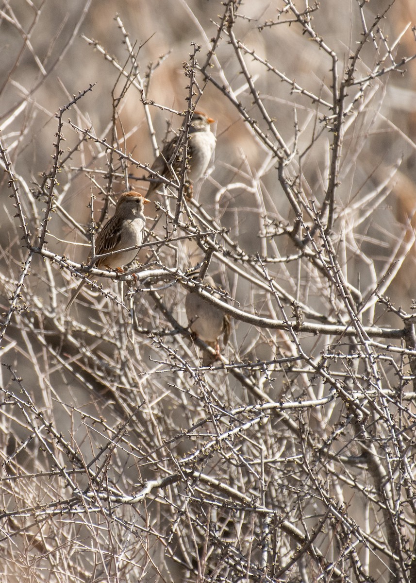 White-crowned Sparrow - ML642941306