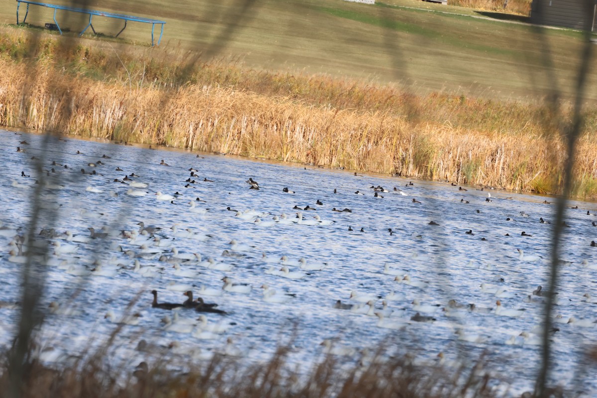 Snow Goose - ML642941314