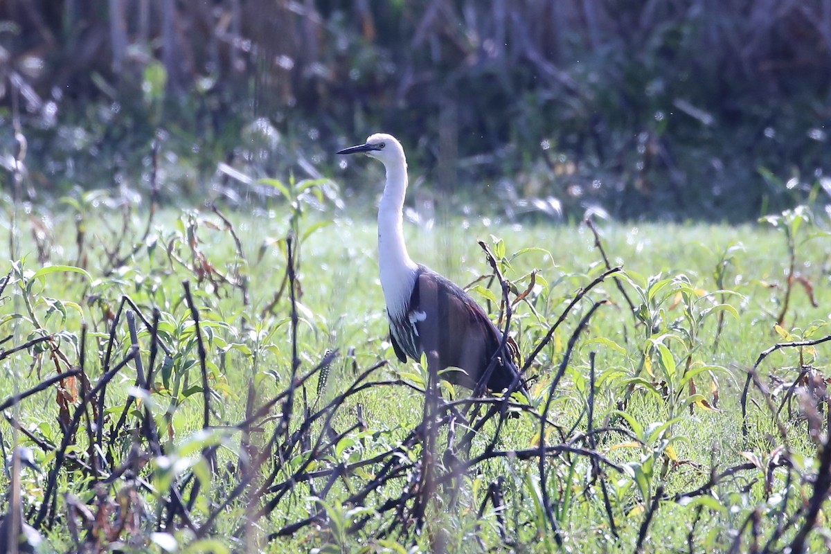 Pacific Heron - ML642941348