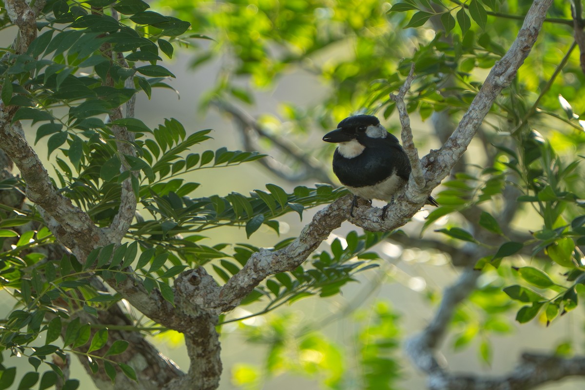 Gürtelfaulvogel - ML642941360