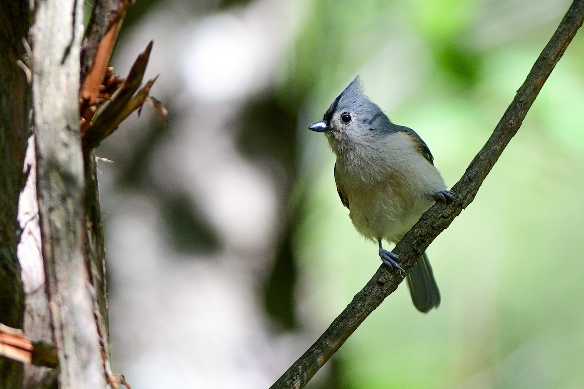 Mésange bicolore - ML642941381