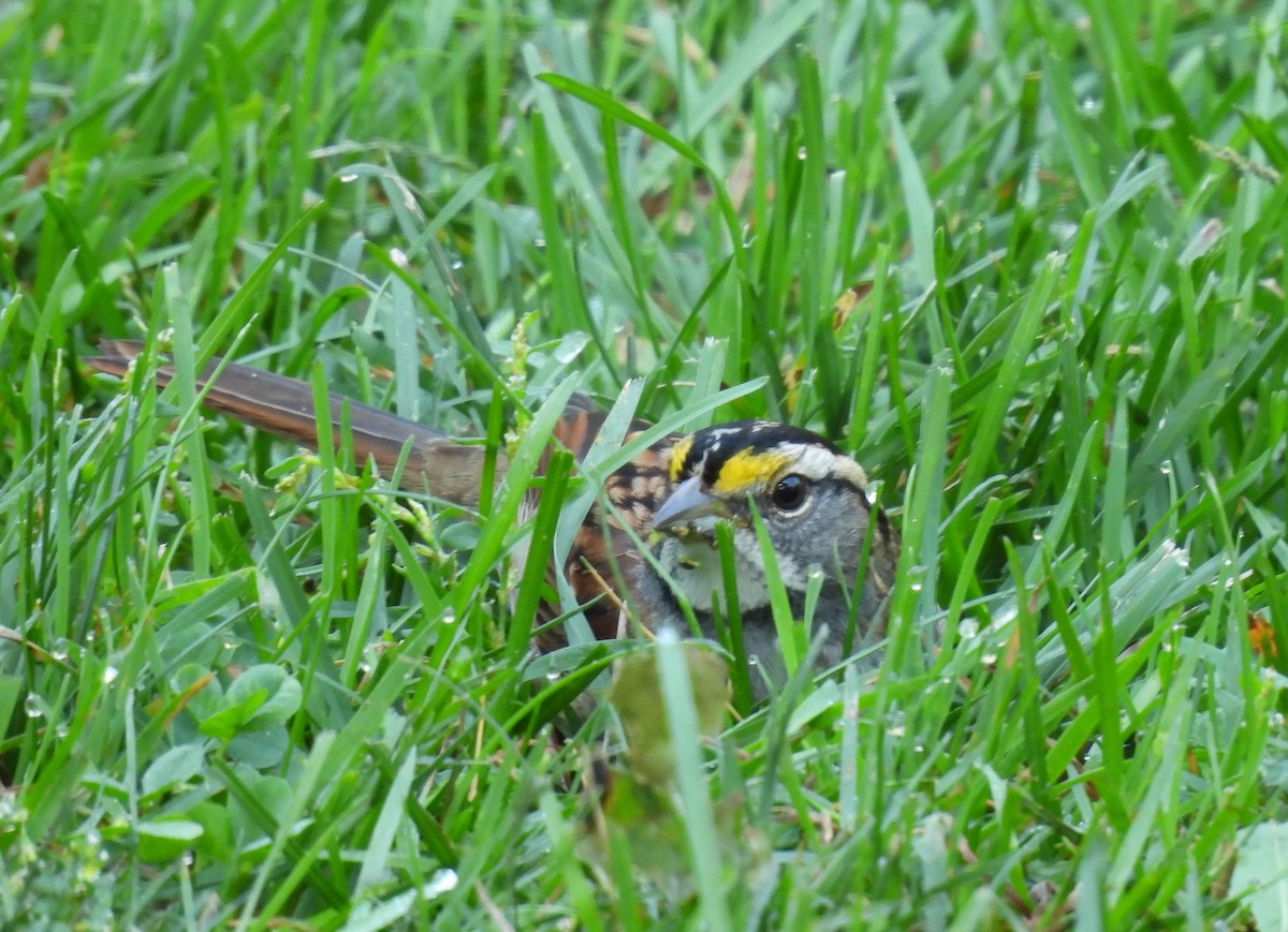 White-throated Sparrow - ML642941383