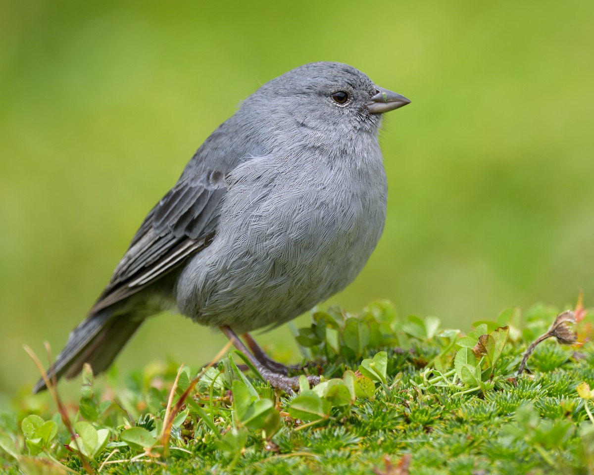 Plumbeous Sierra Finch - ML642941387
