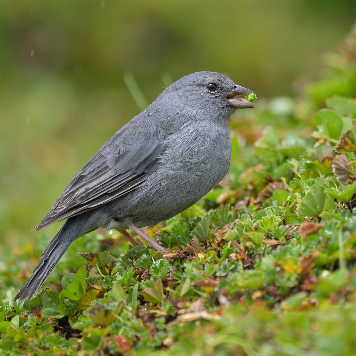 Plumbeous Sierra Finch - ML642941389