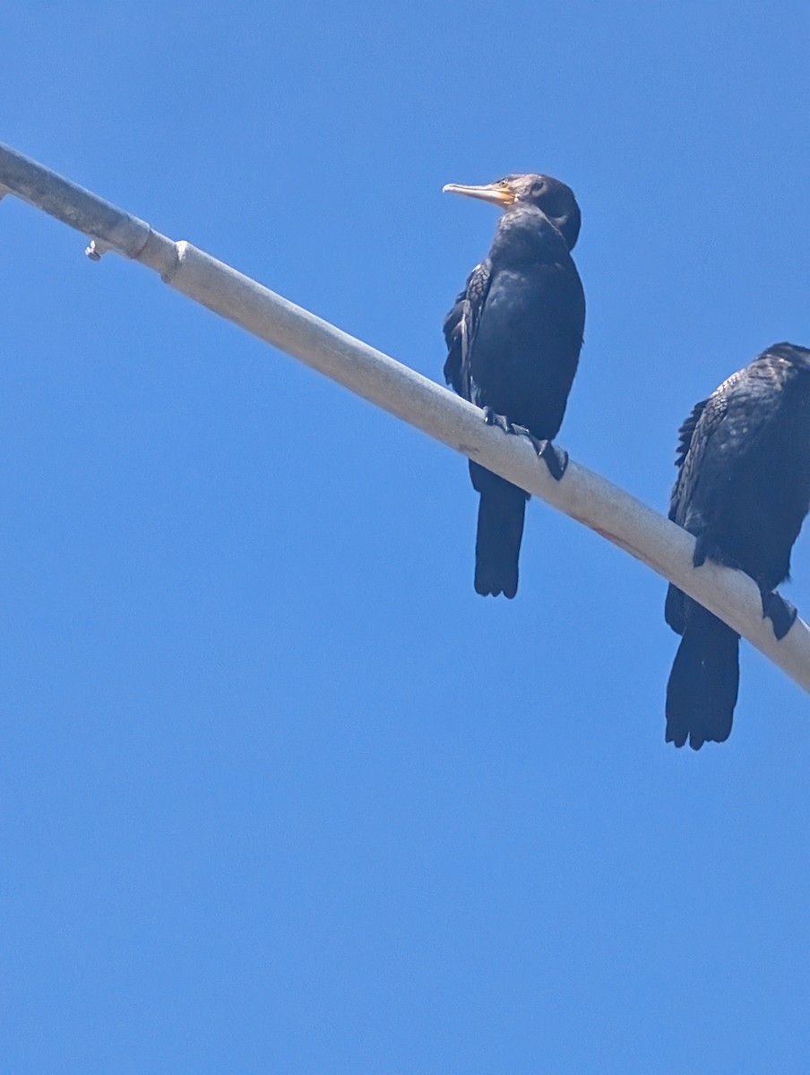 Kormoran - ML642941397