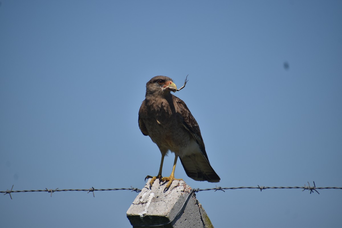 Chimango Caracara - ML642941447