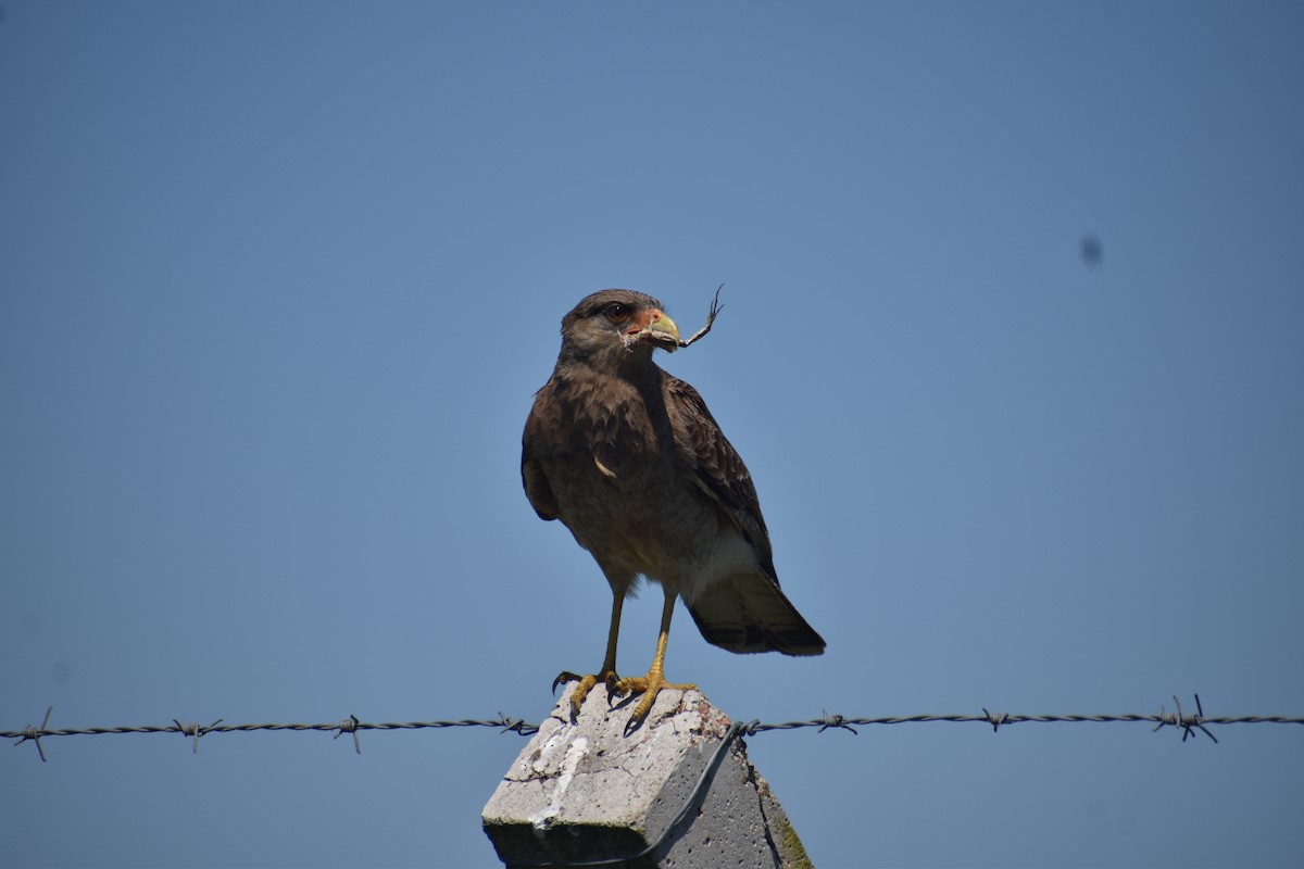 Chimango Caracara - ML642941448
