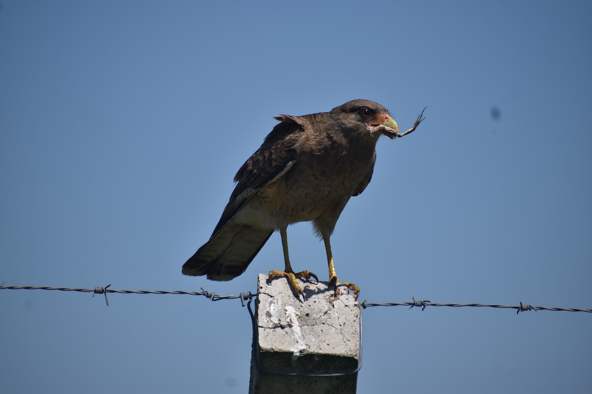 Chimango Caracara - ML642941449