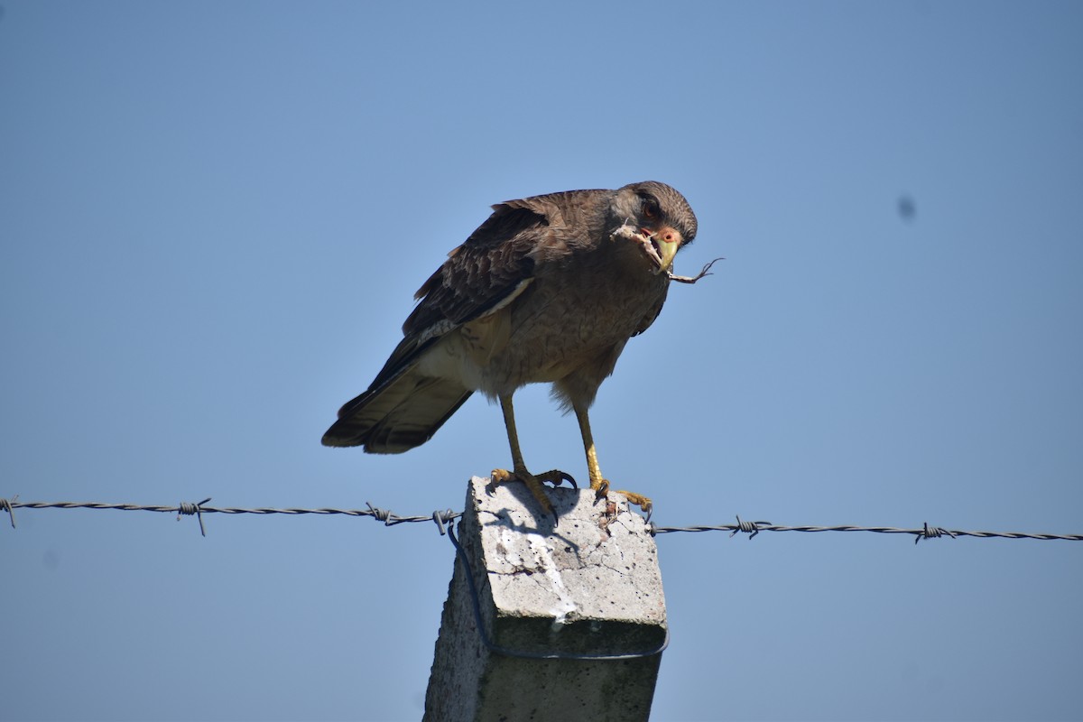 Chimango Caracara - ML642941450