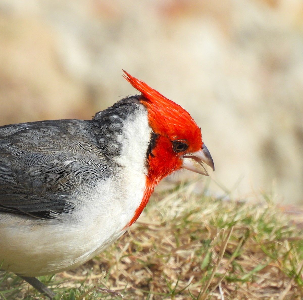 Red-crested Cardinal - ML642941459