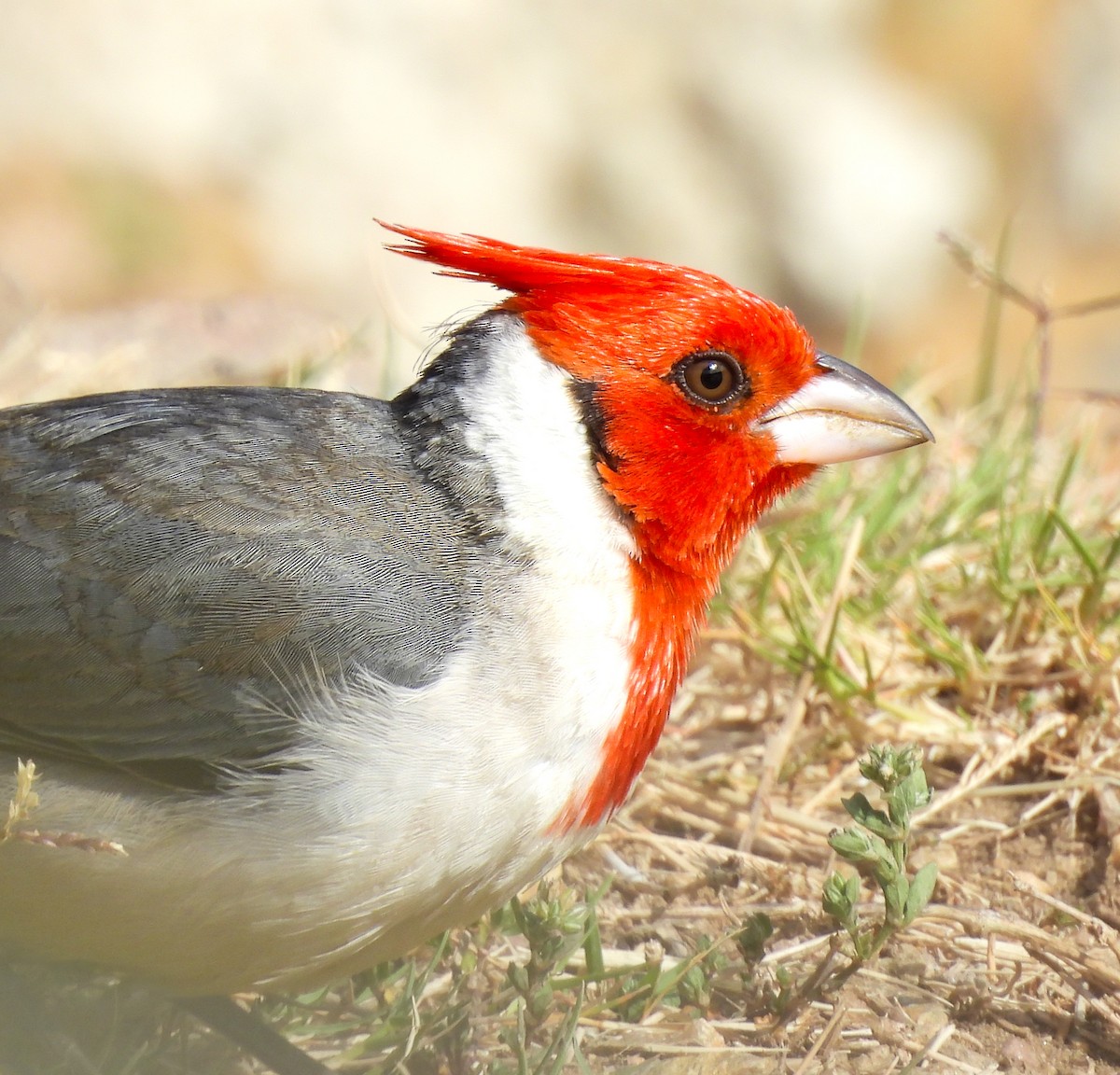 Red-crested Cardinal - ML642941460