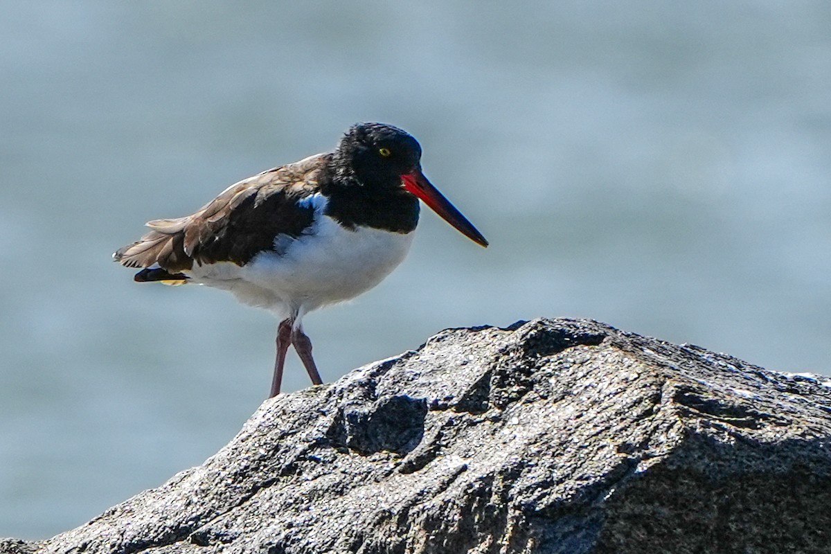 American Oystercatcher - ML642941497