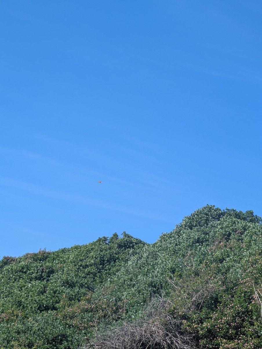 Nankeen Kestrel - ML642941503