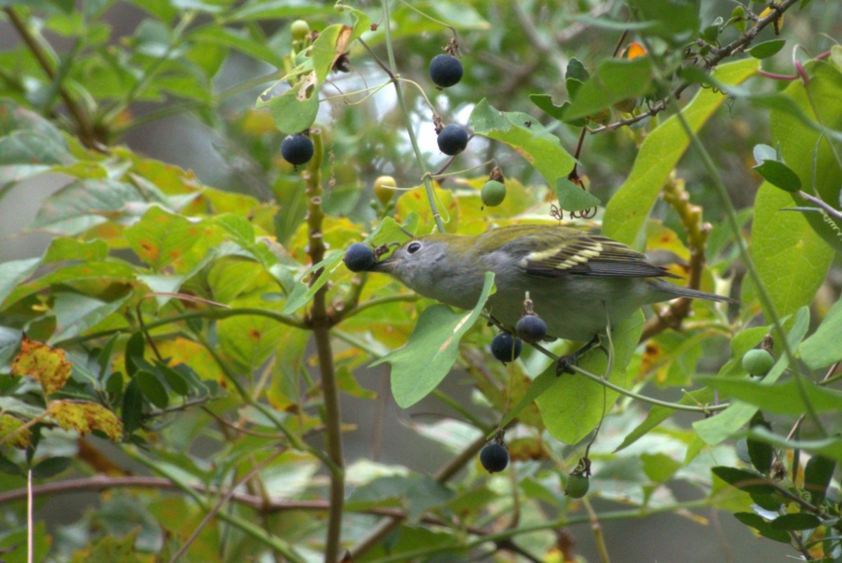 Chestnut-sided Warbler - ML642941525