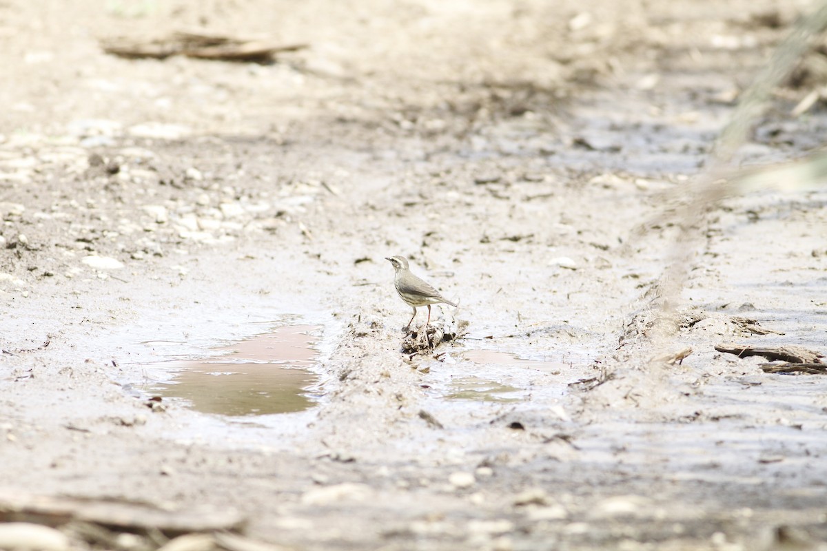 Northern Waterthrush - ML642941540