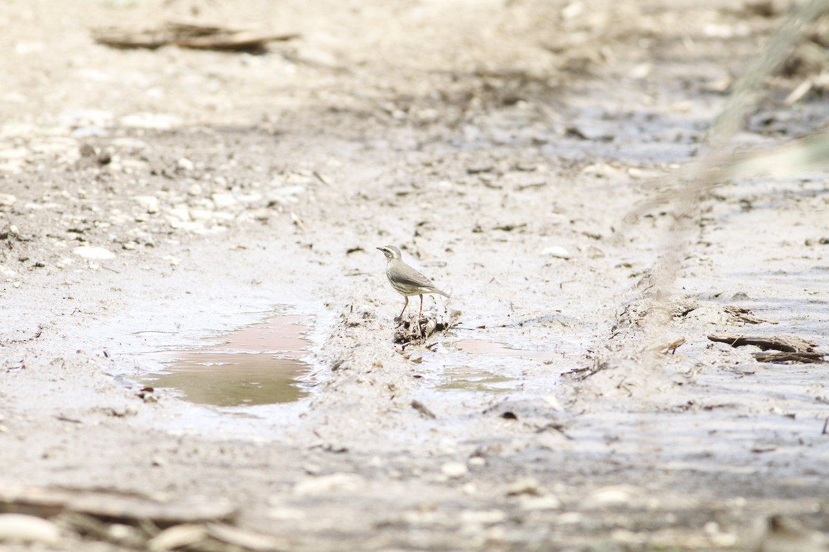 Northern Waterthrush - ML642941543