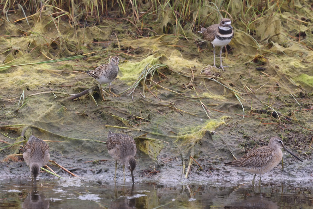 Pectoral Sandpiper - ML642941552