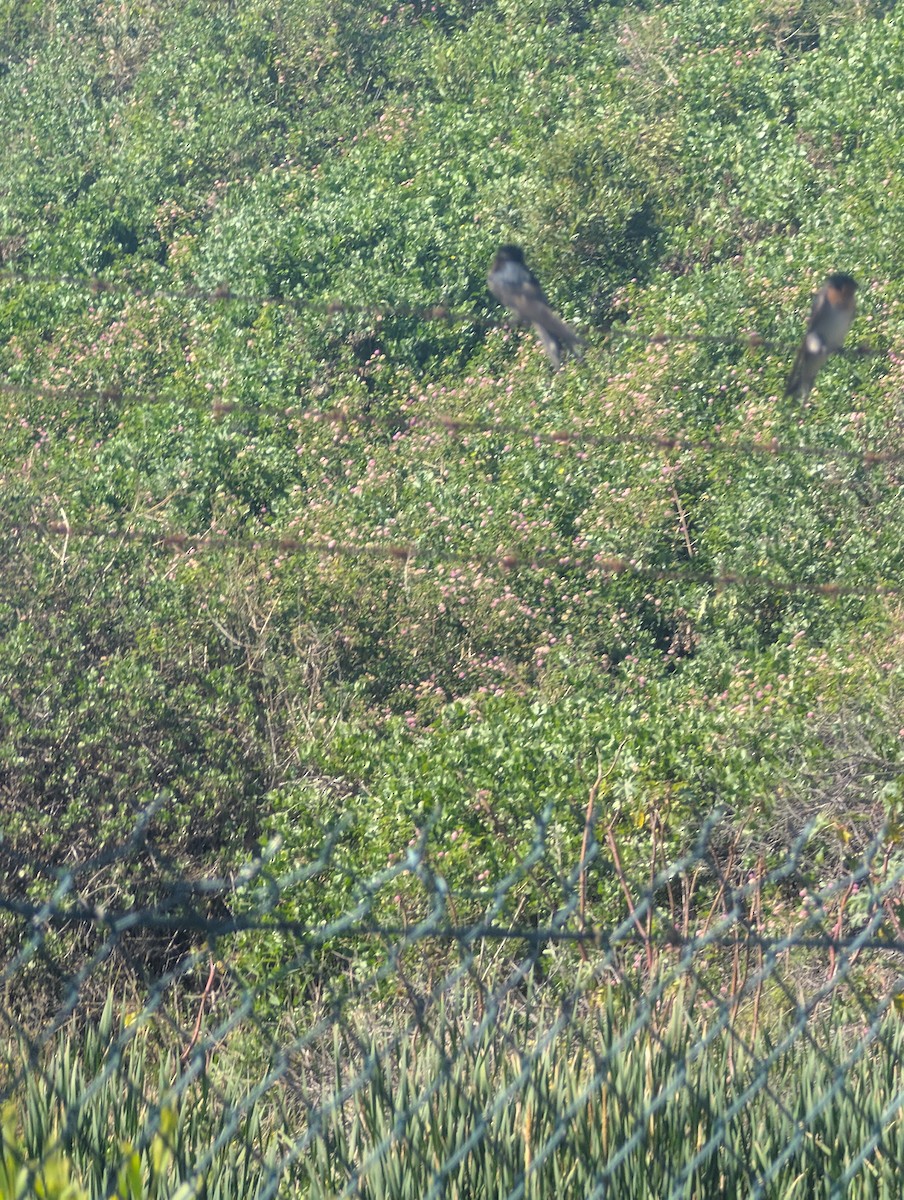 Welcome Swallow - ML642941559