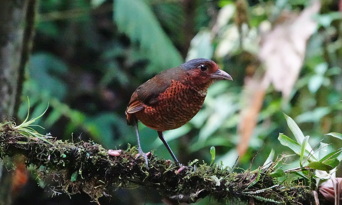 Giant Antpitta - ML642941563