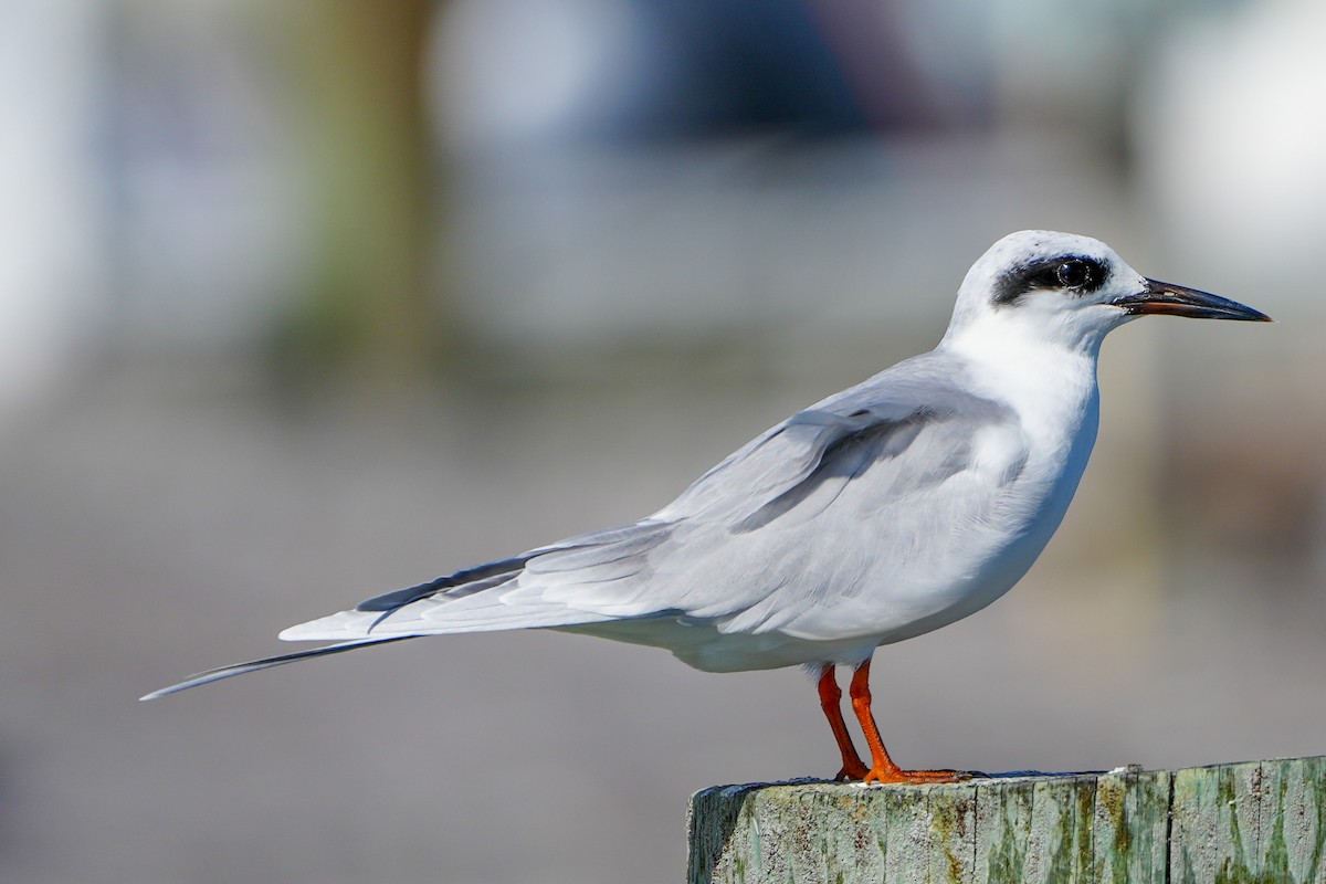 Forster's Tern - ML642941567