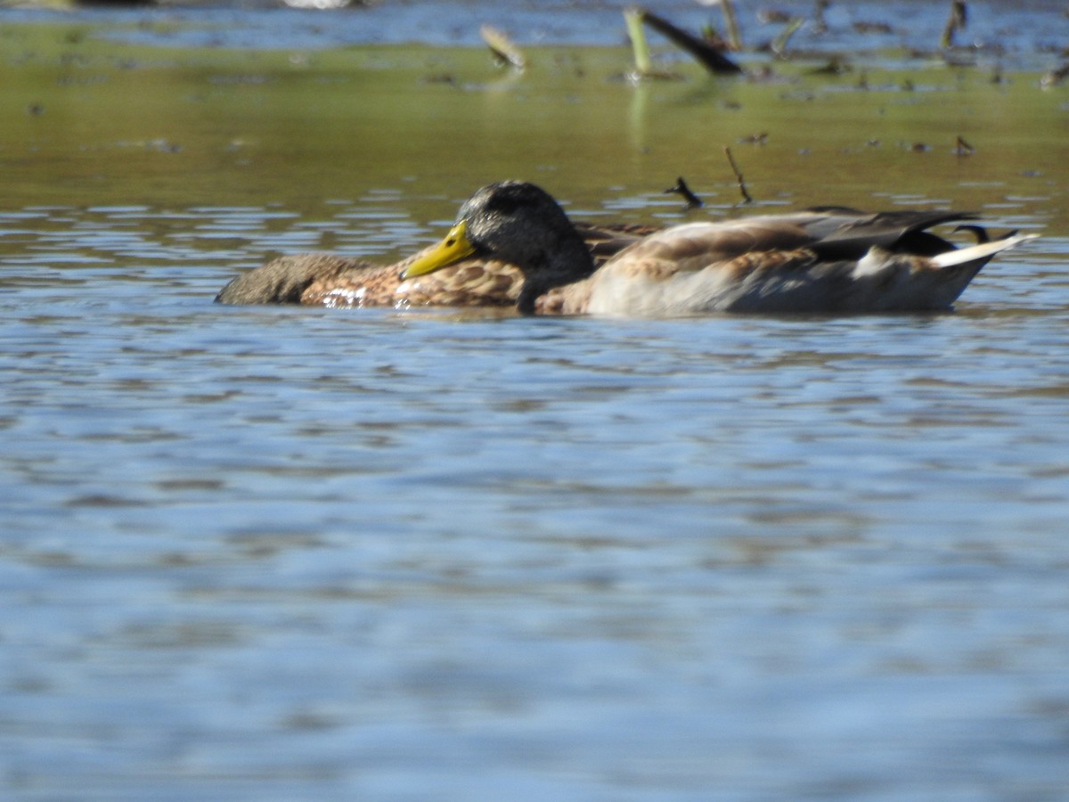 Mallard - ML642941568