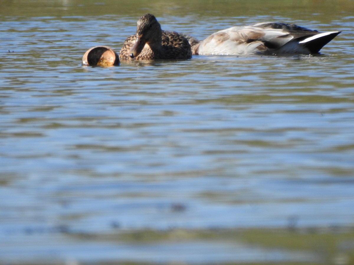 Mallard - ML642941569