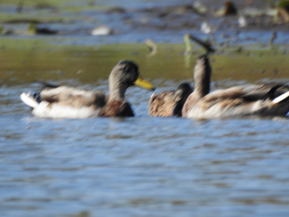 Mallard - ML642941570