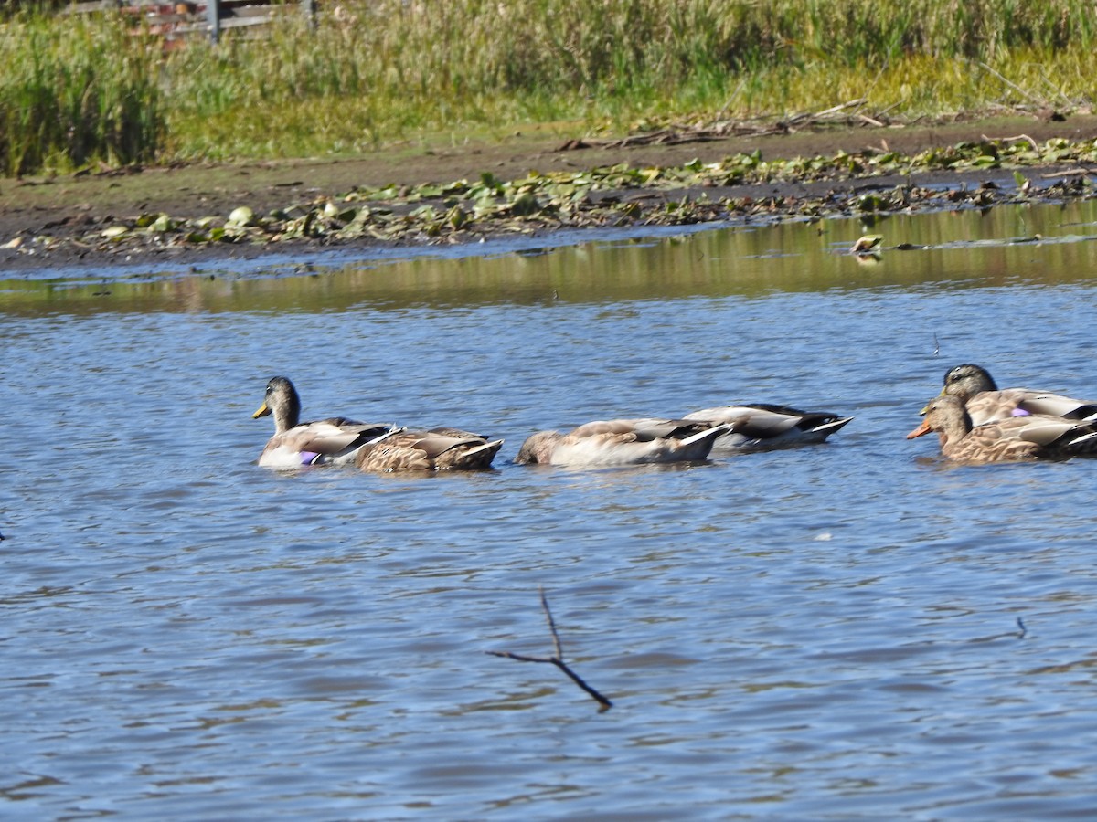 Mallard - ML642941571