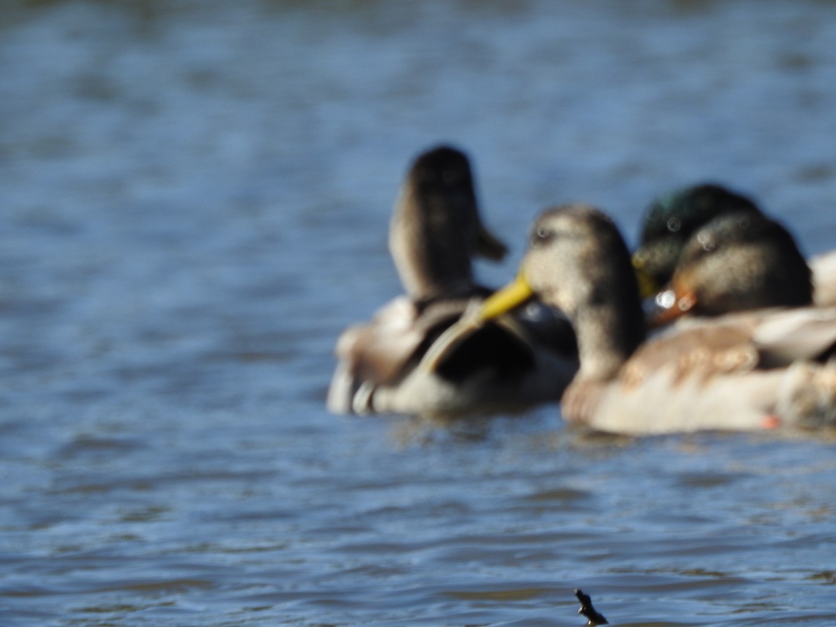 Mallard - ML642941572