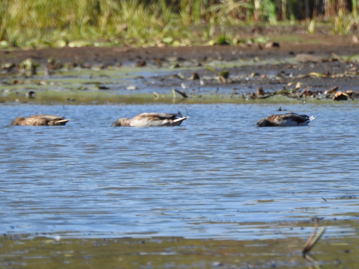 Mallard - ML642941573