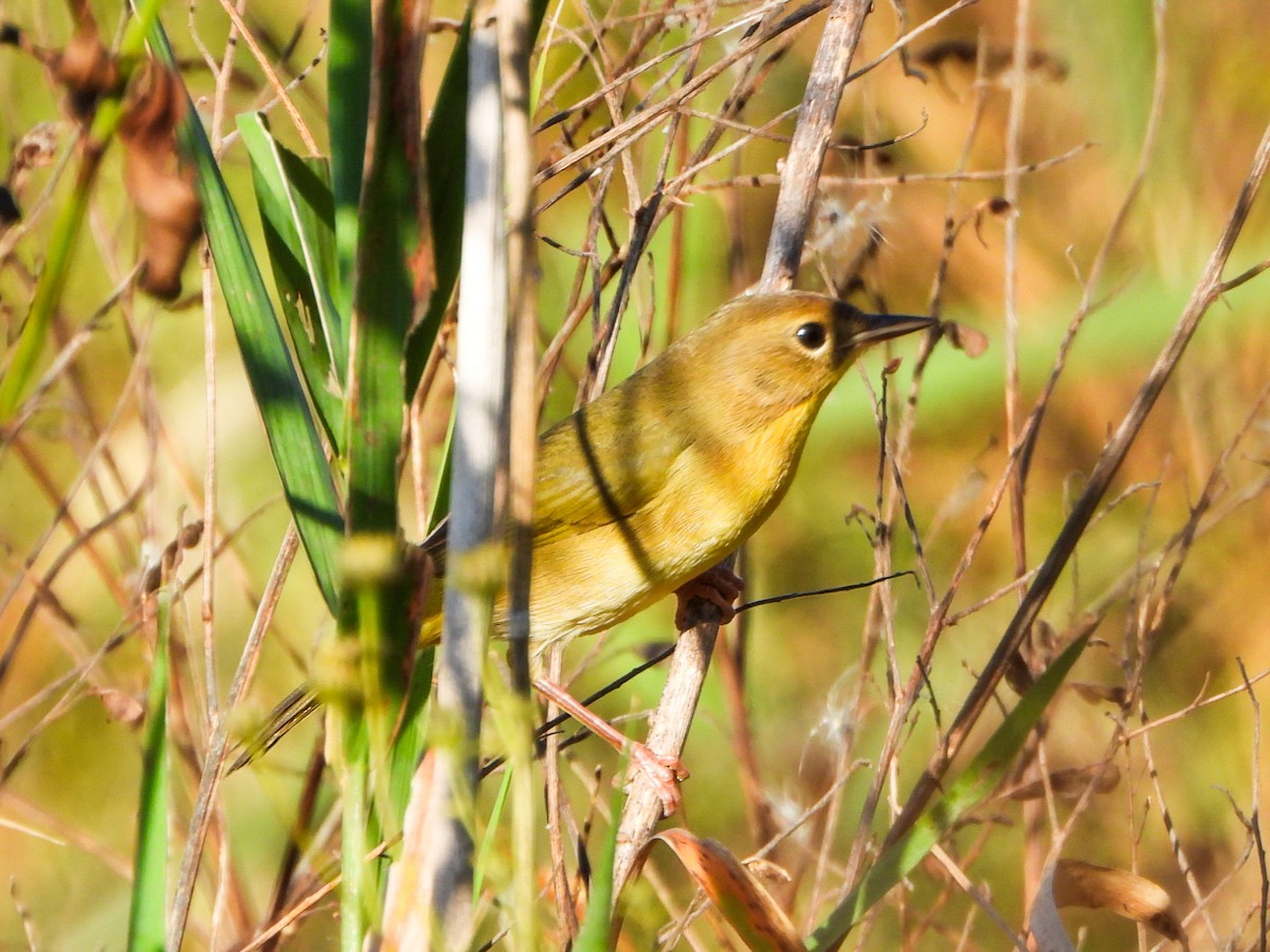 Common Yellowthroat - ML642941579
