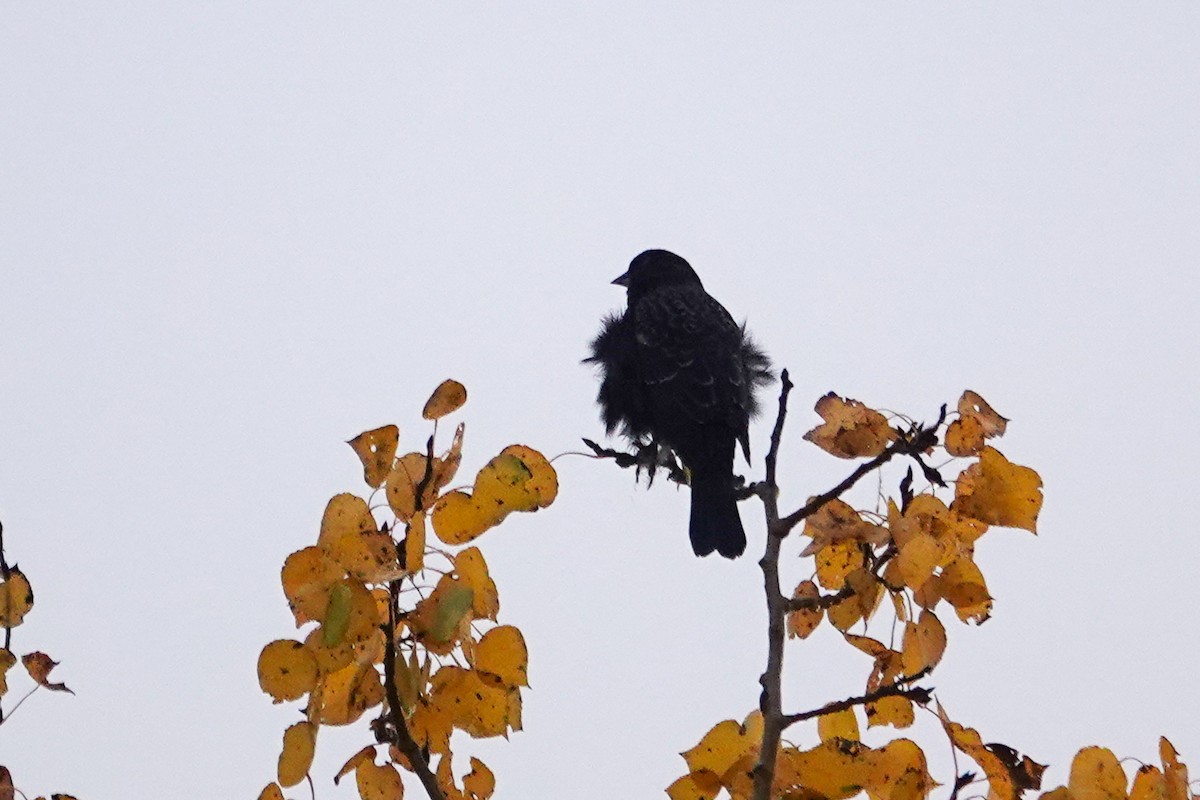 Red-winged Blackbird - ML642941581